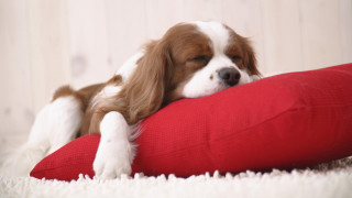 Dog sleeping red pillow room - edwin landseer free wallpaper