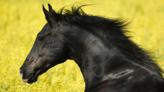 Black horse yellow field blurry - the sun light of the day free wallpaper