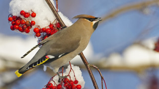 Bird branch berries snow naturalism - charles bird king free wallpaper
