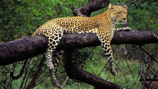 Leopard tree branch wild nature - a leopard free wallpaper