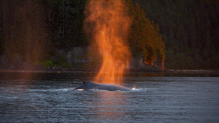 Large animal lake forest fire - eric auld free wallpaper