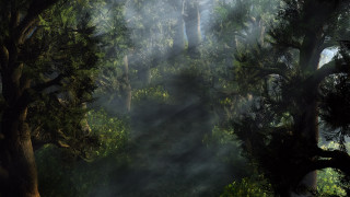 Forest fog trees light ray - fog and trees free wallpaper