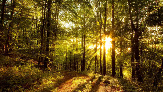 Dirt road forest sunset city - radiant free wallpaper