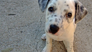 Sad shiba inu dog photorealistic 2 - freckle free wallpaper