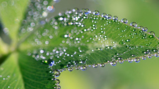 Green leaf water droplets macro 29 - arthur quartley free wallpaper