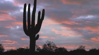 Large cactus pink sky clouds - sky in the background free wallpaper
