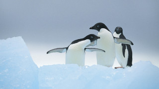 Penguins ice snow outdoors award - three penguin free wallpaper