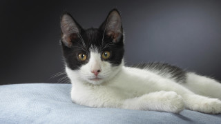 Black white cat blue pillow 3 - fluxus free wallpaper