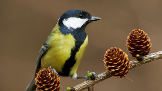 Bird perched branch pinecones brown 3 - pine free wallpaper