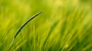 Green grass closeup blurry background 4 - a close up free wallpaper