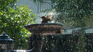 Bird fountain spraying water ecological 2 - cherryl fountain free wallpaper for desktop