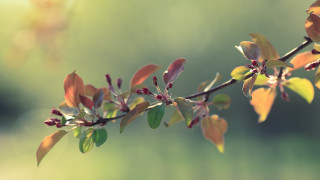 Branch leaves buds sunlight blurred - leaf and buds free wallpaper