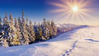 Snowy landscape sun trees trail - shining free wallpaper