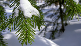 Pine snow branch blurry background - a blurry background of snow free wallpaper for desktop