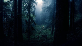 Dark forest tall trees fog 5 - a dark forest free wallpaper