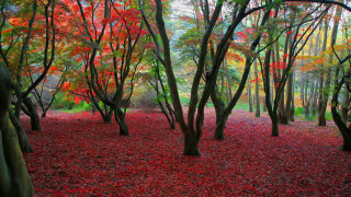 Autumn forest red leaves impressionist 2 - forest free wallpaper