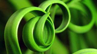 Green plant spiral macro generative - end free wallpaper for desktop