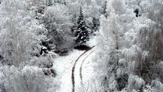 Snowy forest trail trees ice - snow and ice free wallpaper
