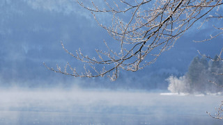 Snowy branch lake mountains fog - it in front free wallpaper