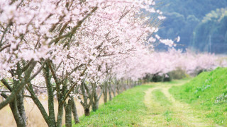 Pink cherry blossoms impressionist scenery - free spring wallpaper