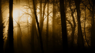 Foggy forest sunlight bamboo nature - a foggy forest free wallpaper