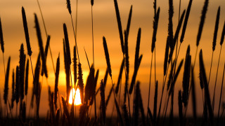 Sunset tallgrass blowing dusk mountain - a few tall grass free wallpaper
