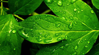 Green leaf water drops macro 45 - a green leaf free wallpaper for desktop