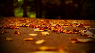 Autumn leaves blurry background fire - a bunch of leaves free wallpaper