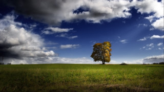 Lone tree field cloudy sky 23 - a lone tree in a field under a cloudy sky free wallpaper