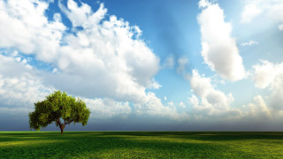 Lone tree green field cloudy 3 - a lone tree in a field under a cloudy sky free wallpaper