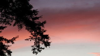 Tree branch pink sky sunset - free sky wallpaper