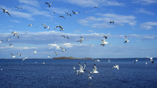 Seagulls flying over water island 2 - over a body of water free wallpaper for desktop