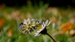 Butterfly flower field bokeh wings - a butterfly free wallpaper for desktop