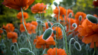 Orange flower field bokeh autumn - green stem and leaves free wallpaper
