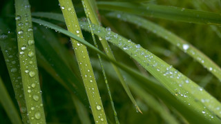 Green plant water droplets macro 18 - leaf and grass free wallpaper