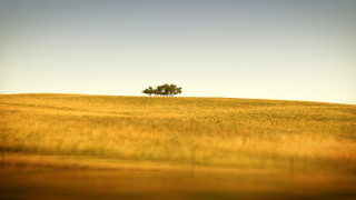 Lone tree field grass sunny 2 - sunny free wallpaper for desktop