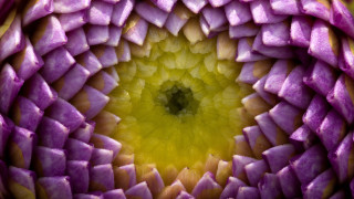 Flower macro purple yellow generative - petal and petals free wallpaper