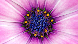 Purple flower yellow blue stamens - a purple flower free wallpaper for desktop