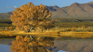 Tree reflection lake mountains autumn - a still lake free wallpaper