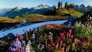 Mountain flower stream nature bridge - a mountain landscape free wallpaper