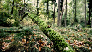 Mossy log forest leaves branch - fallen free wallpaper