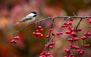 Bird branch berries blurry background - berry free wallpaper