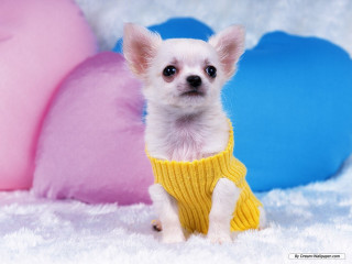 Small white dog yellow sweater - a yellow sweater free wallpaper
