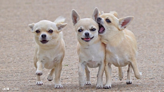 Three small dogs dirt ground - their mouth wide open free wallpaper