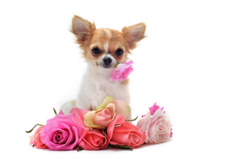 Small dog flowers white background - a bunch of flowers free wallpaper