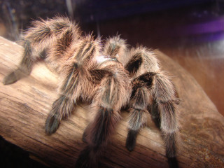 Tarantula closeup wooden branch blurry - female free wallpaper for desktop