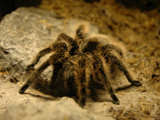 Tarantula spider rock zoo enclosure - a rock in a zoo enclosure free wallpaper
