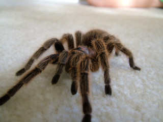 Tarantula closeup white surface person - a person in the background free wallpaper for desktop