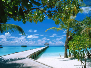 Pier beach palm trees boat - palm tree free wallpaper