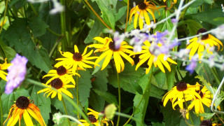 Yellow flowers green grass purple - green grass free wallpaper